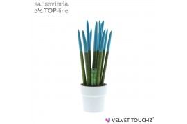 Sansevieria cylindrica Sansevieria VELVET TOUCHZ® Aqua in keramiek Ede