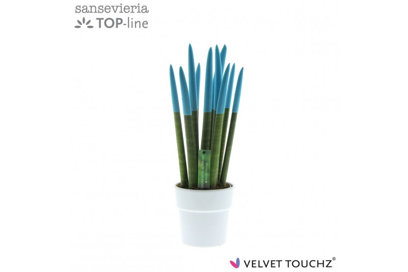 Sansevieria cylindrica Sansevieria VELVET TOUCHZ® Aqua in keramiek Ede Sansevieria cylindrica Sansevieria VELVET TOUCHZ® Aqua in keramiek Ede