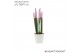 Sansevieria cylindrica Sansevieria VELVET TOUCHZ® Pastel Paars In kera 