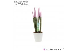 Sansevieria cylindrica Sansevieria VELVET TOUCHZ® Pastel Paars In kera