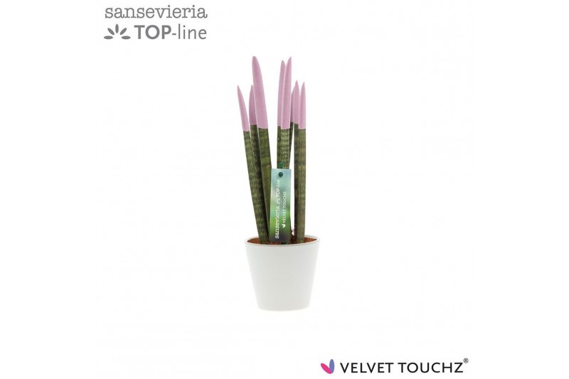 Sansevieria cylindrica Sansevieria VELVET TOUCHZ® Pastel Paars In kera Sansevieria cylindrica Sansevieria VELVET TOUCHZ® Pastel Paars In kera