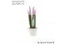 Sansevieria cylindrica Sansevieria VELVET TOUCHZ® Pastel Paars In kera