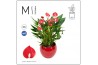 Anthurium andr. million flowers red Mimesis Anthurium KARMA Million - 