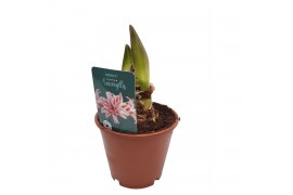 Hippeastrum Hippeastrum Doublet dubbelbloemig 2 tak/plnt