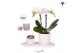 Phalaenopsis Kolibri Gift Set small Marble2 pp 2 tak/plnt 16 bl. 