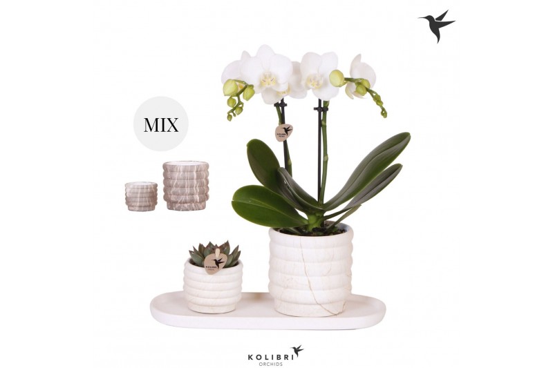 Phalaenopsis Kolibri Gift Set small Marble2 pp 2 tak/plnt 16 bl. 