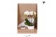 Phalaenopsis Kolibri Gift Set small Marble2 pp 2 tak/plnt 16 bl. 