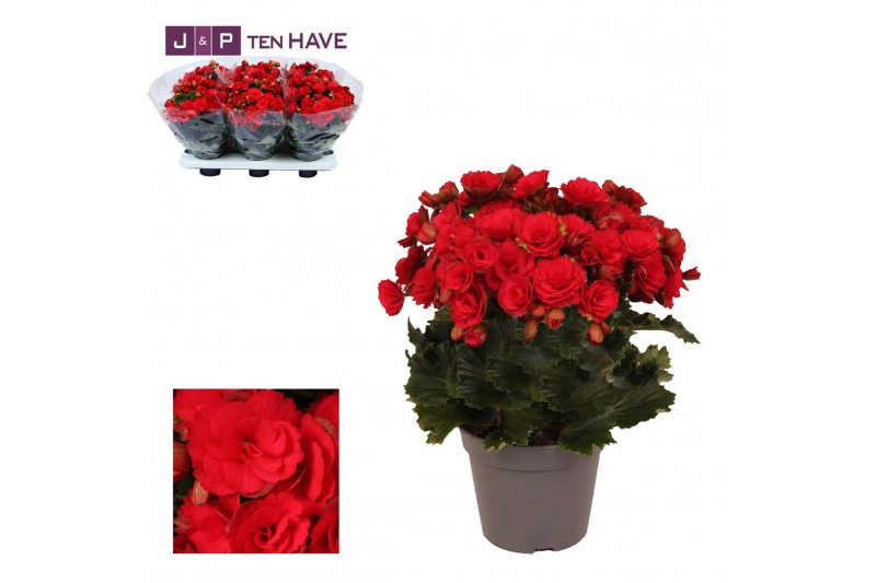 Begonia elatior du. grace Winterbegonia Grace 14 cm KARPRIJS/VOLLE CC1 