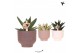 Succulenten mix Kolibri Greens Succulenten mix in Beach pot mix1 pp 