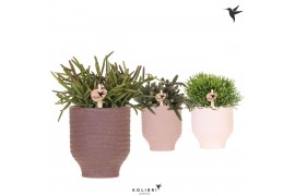 Rhipsalis mix Kolibri Greens Rhipsalis mix in Beach pot mix1 pp