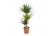 Dracaena mix 3 soorten Dracaena Carnaval 60-30-15 (Marginata, Sunray,  