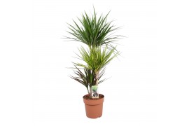 Dracaena mix 3 soorten Dracaena Carnaval 60-30-15 (Marginata, Sunray, 