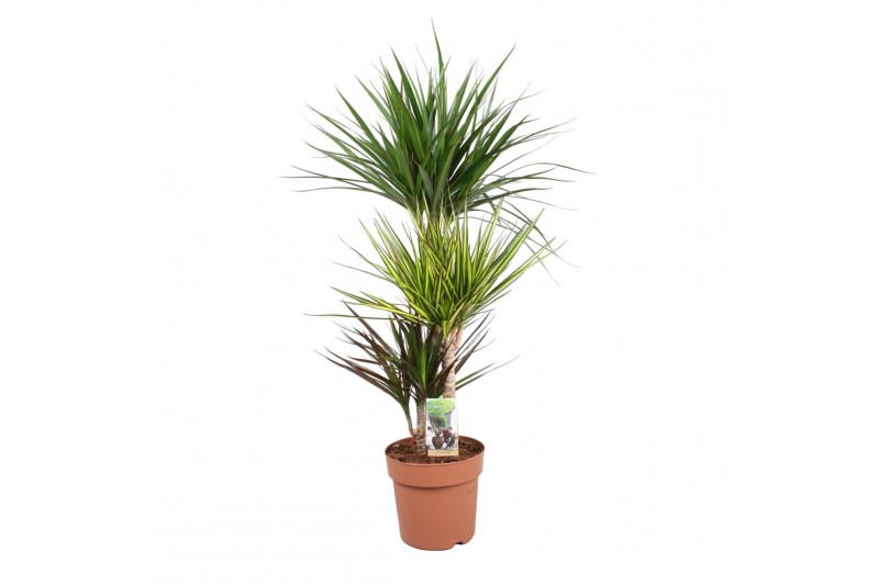 Dracaena mix 3 soorten Dracaena Carnaval 60-30-15 (Marginata, Sunray,  