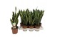 Sansevieria trifasciata laurentii Sansevieria Laurentii 