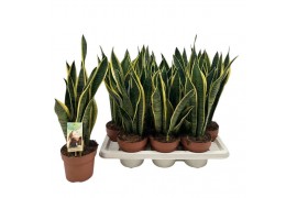 Sansevieria trifasciata laurentii Sansevieria Laurentii