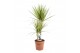 Dracaena marg. sunray Dracaena Sunray 45-152 pp 