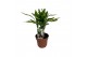 Dracaena fragr. golden coast Dracaena Golden Coast carroussel3 pp 