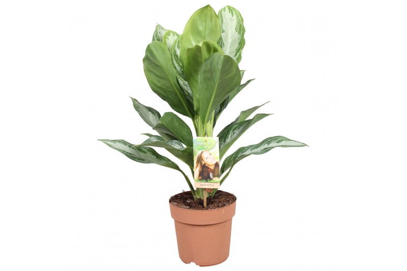 Aglaonema silver bay Aglaonema Silver Bay2 pp 