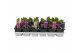 Hyacinthus orientalis mix Hyacint gemengd 4 kleuren 35 bl. 1 per pot 
