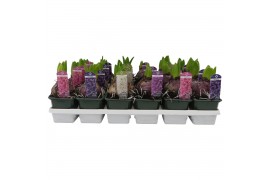 Hyacinthus orientalis mix Hyacint gemengd 4 kleuren 35 bl. 1 per pot