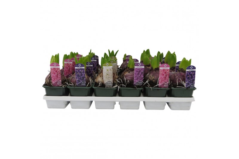 Hyacinthus orientalis mix Hyacint gemengd 4 kleuren 35 bl. 1 per pot 