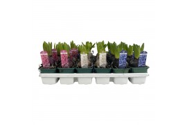 Hyacinthus orientalis mix Hyacinthus orientalis gemengd 3 kleuren 35 b