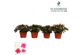 Rhododendron simsii mix Azalea Flandresse® gemengd 17+ cmcm diameter  