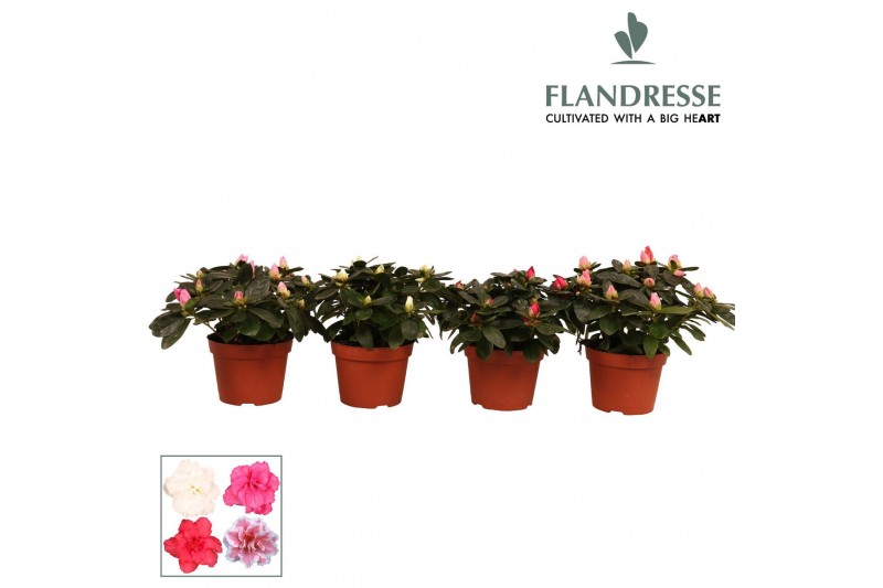 Rhododendron simsii mix Azalea Flandresse® gemengd 17+ cmcm diameter   