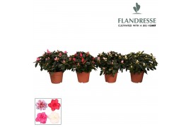 Rhododendron simsii mix Azalea Flandresse® gemengd 22 - 25 cmcm diamet