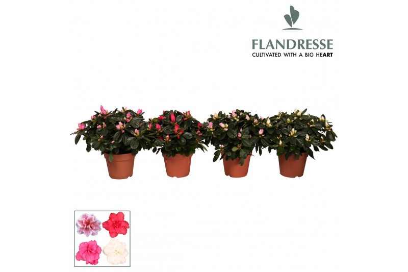 Rhododendron simsii mix Azalea Flandresse® gemengd 22 - 25 cmcm diamet 