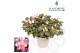 Rhododendron simsii bont Azalea Flandresse® bont 22 - 25 cmcm diameter 