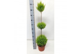 Cupressus macr. goldcrest wilma Triobol