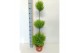 Cupressus macr. goldcrest wilma Triobol 