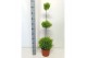 Cupressus macr. goldcrest wilma Cupressus goldcrest wilma "p23 triobol 
