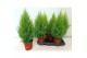 Cupressus macr. goldcrest wilma Cupressus Goldcrest Wilma "p17 piramid 