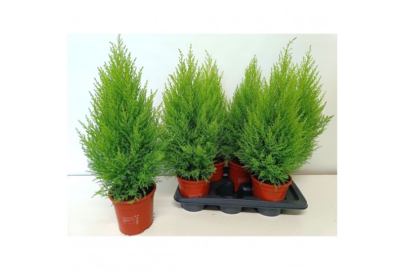 Cupressus macr. goldcrest wilma Cupressus Goldcrest Wilma "p17 piramid 