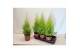 Cupressus macr. goldcrest wilma Cupressus Goldcrest Wilma "p17 piramid 