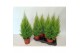 Cupressus macr. goldcrest wilma Cupressus Goldcrest Wilma "p17 piramid 