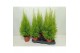 Cupressus macr. goldcrest wilma Cupressus Goldcrest Wilma "p17 piramid 