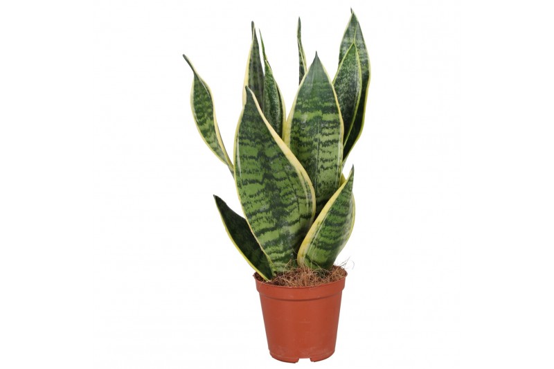 Sanseveria futura superba Sansevieria Futura Superba 