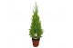 Cupressus macr. goldcrest wilma Cupressus Goldcrest Wilma - hoogte 80- 