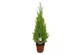 Cupressus macr. goldcrest wilma Cupressus Goldcrest Wilma - hoogte 80-