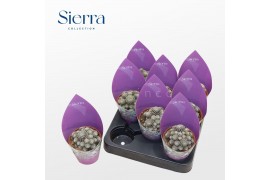 Rebutia muscula Sulcorebutia Heliosoides (Sierra)