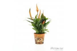 Spathiphyllum chopin Make Upz Halloween