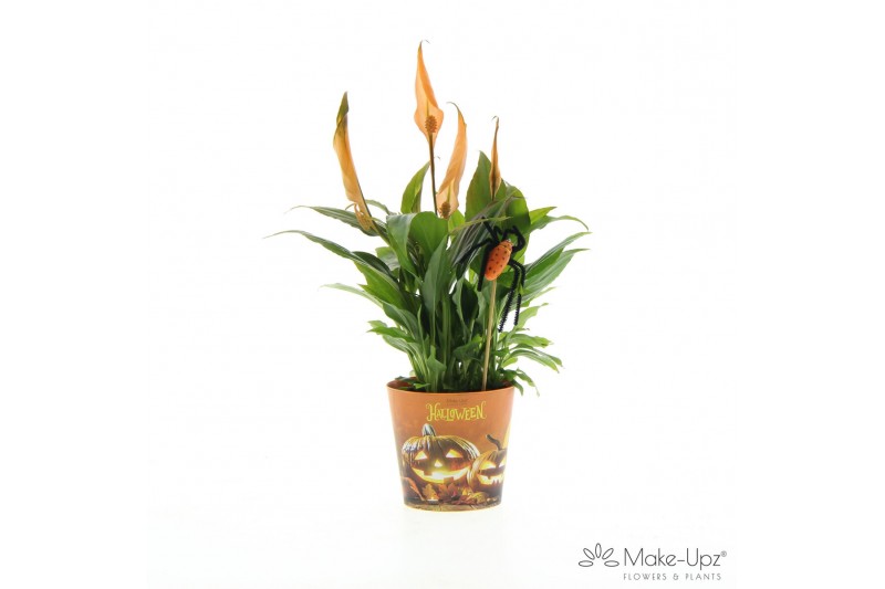Spathiphyllum chopin Make Upz Halloween 
