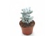 Succulenten Cotyledon Orbiculata "Higginsiae" 