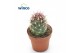 Cactus Thelocactus Bicolor 