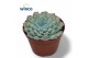 Echeveria Echeveria Gilo X Raindropsoverige bl. 