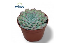 Echeveria Echeveria Gilo X Raindropsoverige bl.