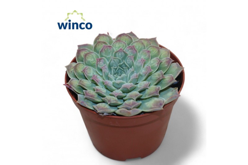 Echeveria Echeveria Gilo X Raindropsoverige bl. 